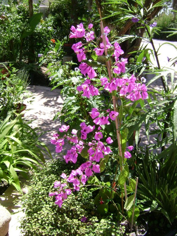 BOUGAINVILLEA SPECTO-GLABRA