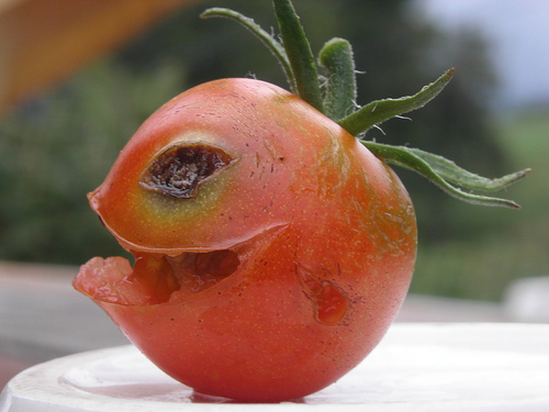 attack-of-the-killer-tomatoes.jpg