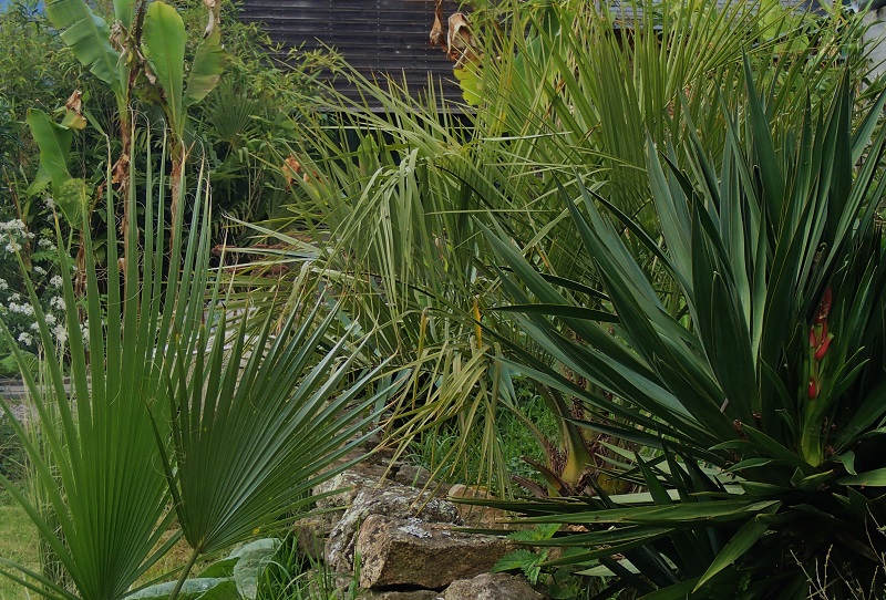 palmes.jpg