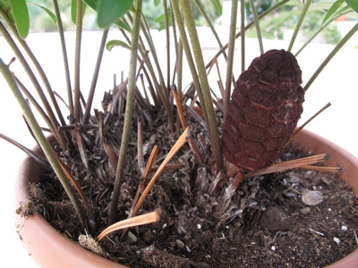 Zamia integrifolia, cluping form.jpg