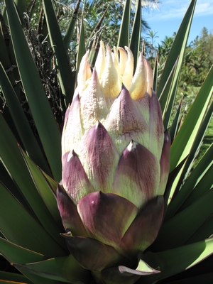 Y.treculeana, fleur.jpg
