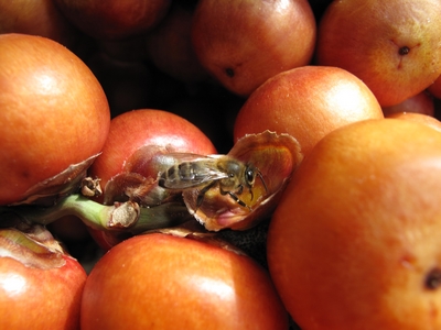 Fruits de Butia et abeilles.jpg