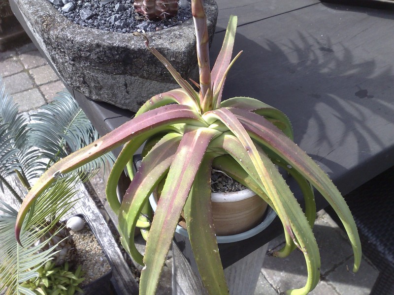 A Nizandensis C.jpg