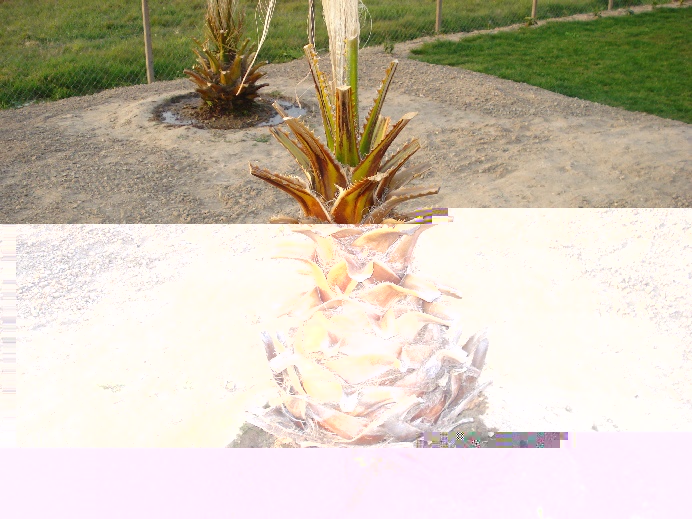 Découverte 2009