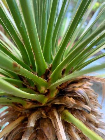 YUCCA PHOTO 2.jpg