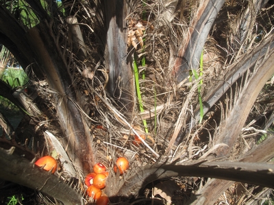 Butias épiphytes sur leur mère.jpg