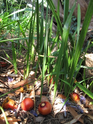 Facilité de germination.jpg