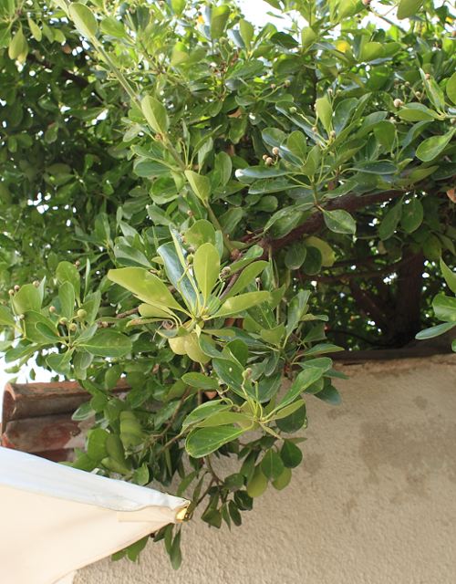 arbre oidium.jpg