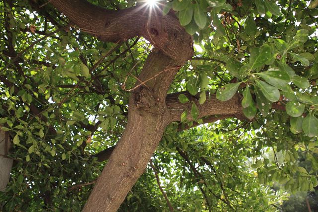 arbre oidium 2.jpg