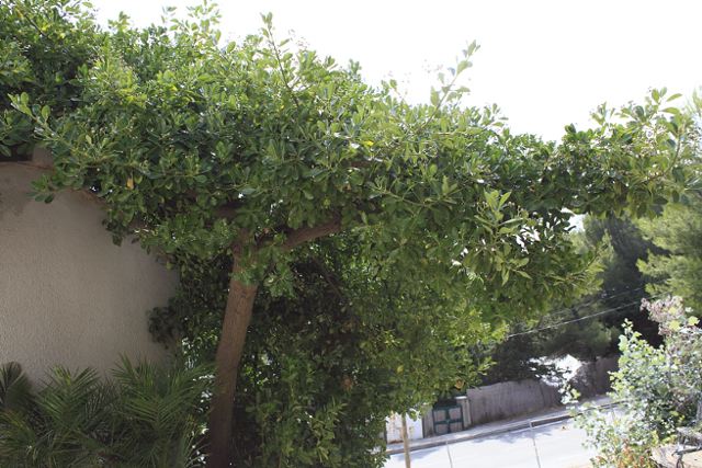 arbre oidium 3.jpg