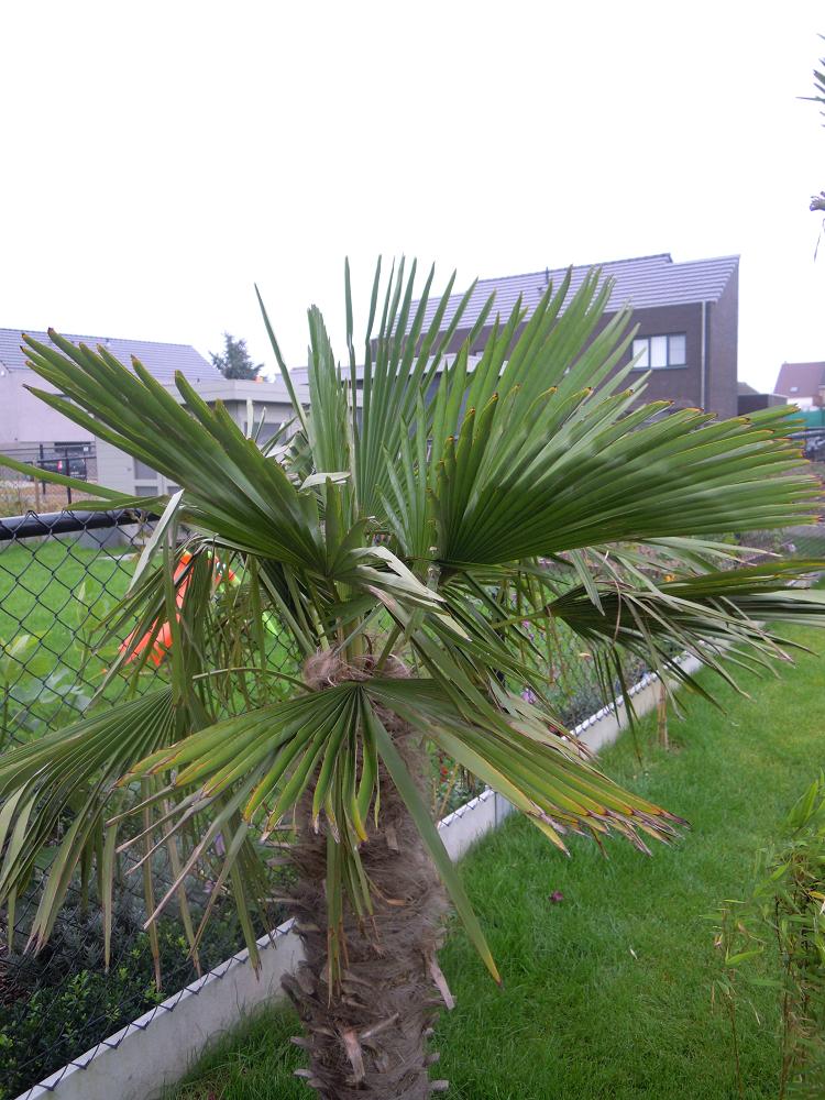 Le petit qui va fêter sa permière année dans le sol Belge.