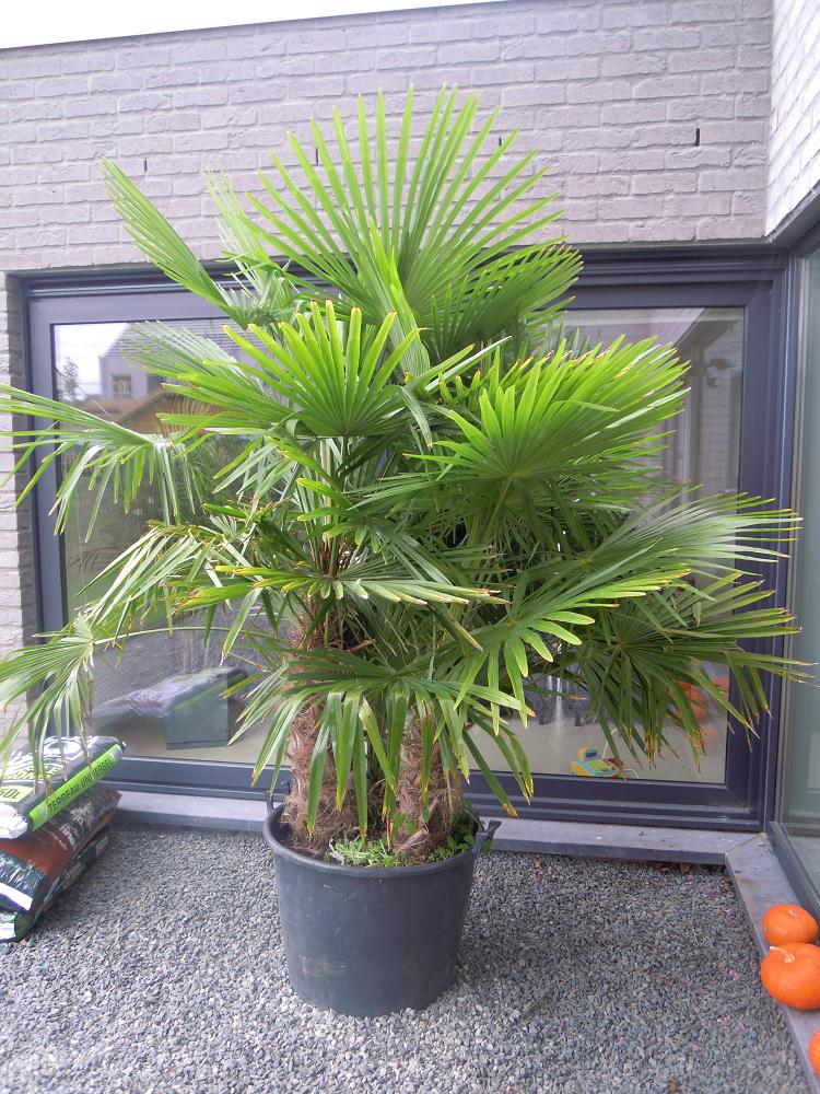 Le dernier de la bande. Planter en pleine terre ou ne pas planter? Telle est la question.