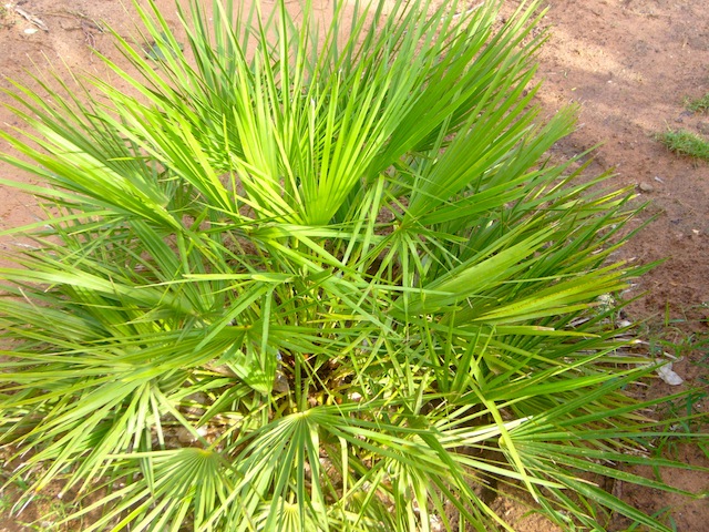 palmier a identifier.JPG