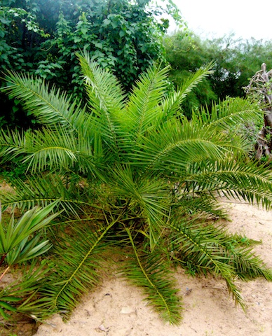 palmier a identifier 2.jpg
