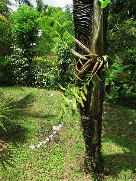 3 Une magnifique orchidée s'est installée naturellement sur le stipe du Wallichia disticha 1.jpg