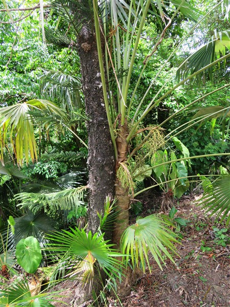 18 Le Coccothrinax barbadensis, amoureux de l'Araucaria, porte des graines....jpg