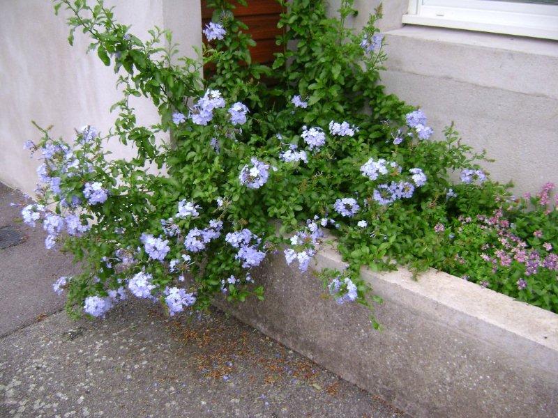 001_(2)Plumbago capensis dans une rue de Nantes.jpg