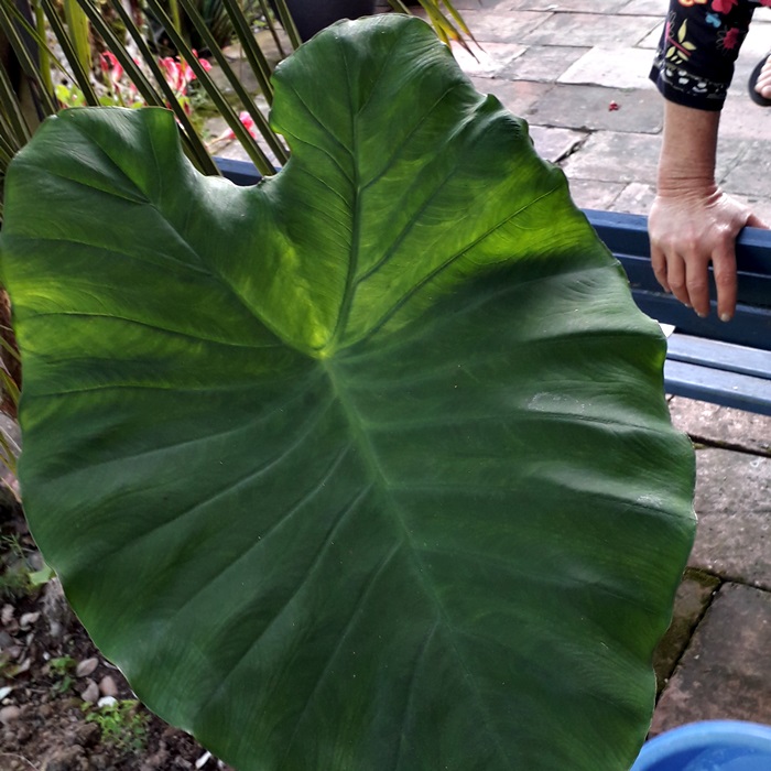 colocasia triploid