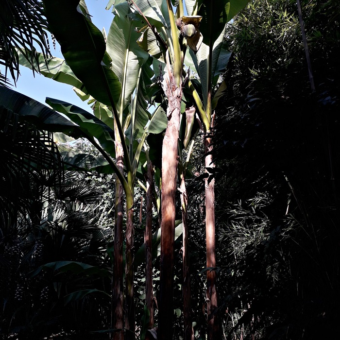 musa sikkimensis
