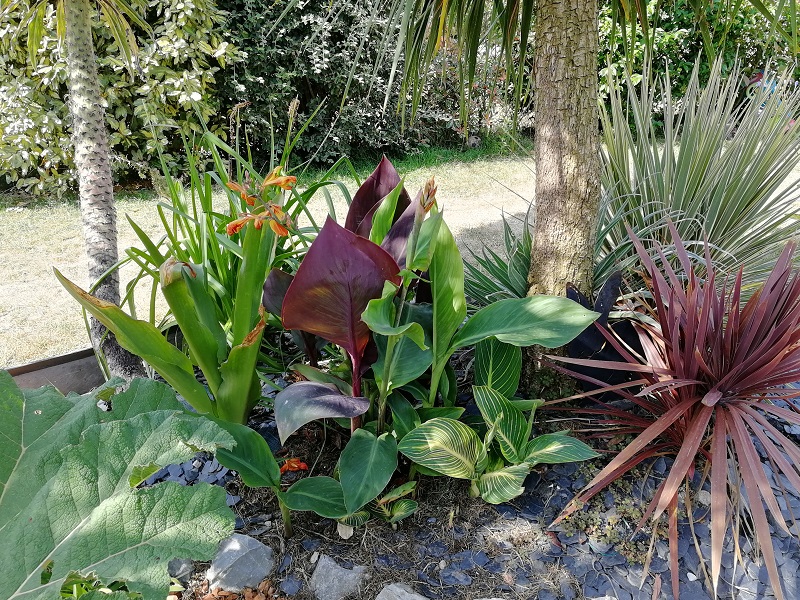 un mélange de cannas dont je ne savais pas trop quoi faire