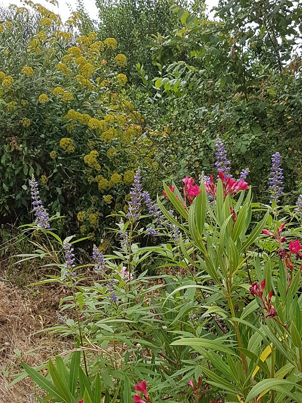 20190721_110846.jpg