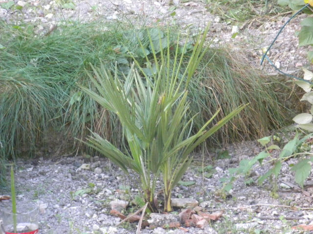 Chamerops humilis 10 09 11.jpg