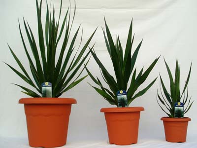 dracaena draca(dragonnier ds canaries)