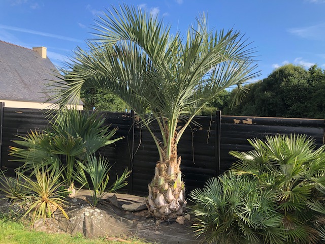 Butia odorata qui a fait 3 inflorescence violette cette années que j'ai du couper à cause des frelons asiatique qui étaient fans du nectar!! Quelle tannée, elles étaient superbes