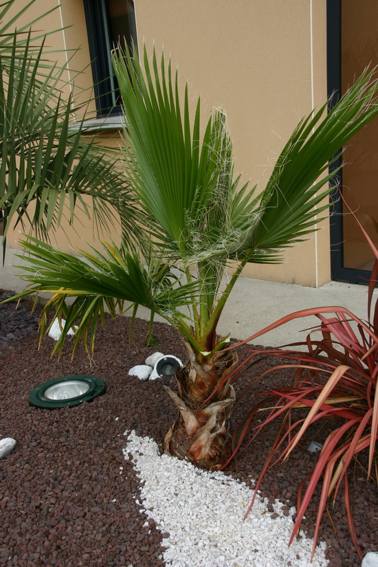 washingtonia (robusta ou filifera ??)