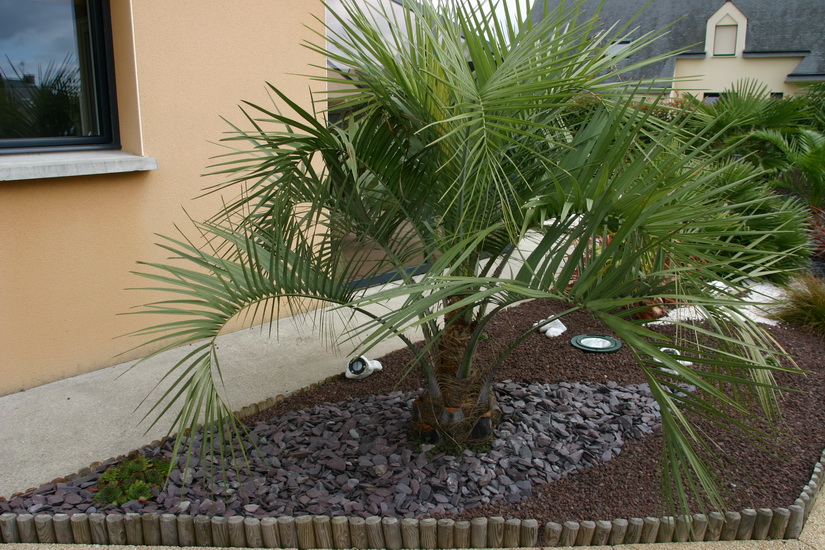 butia capitata