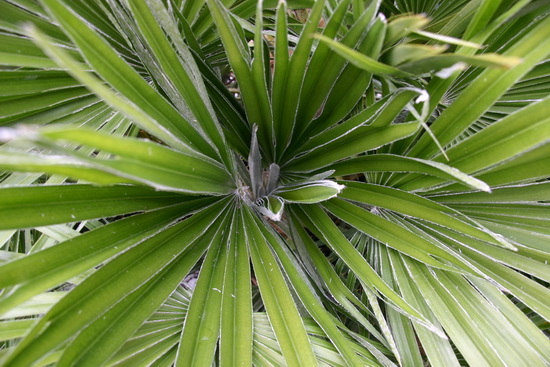 naissance d'une palme