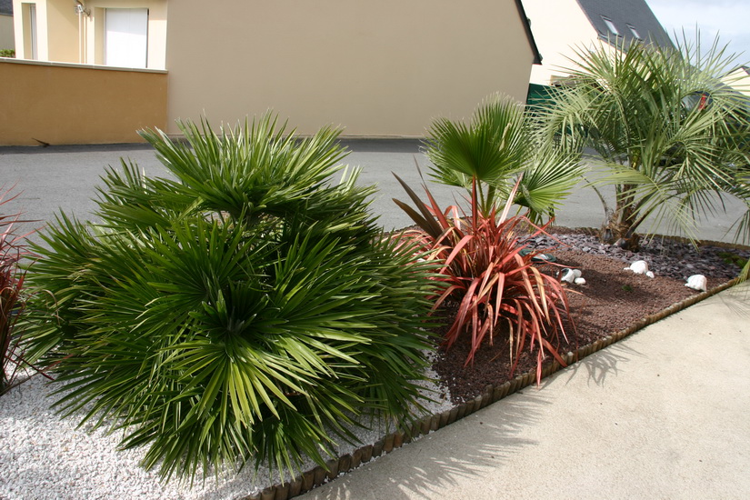 chamaerops humilis
