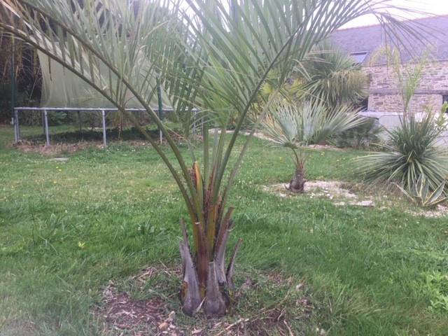 palm2.jpg