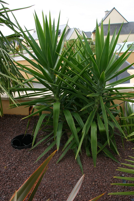 yucca elephantipes