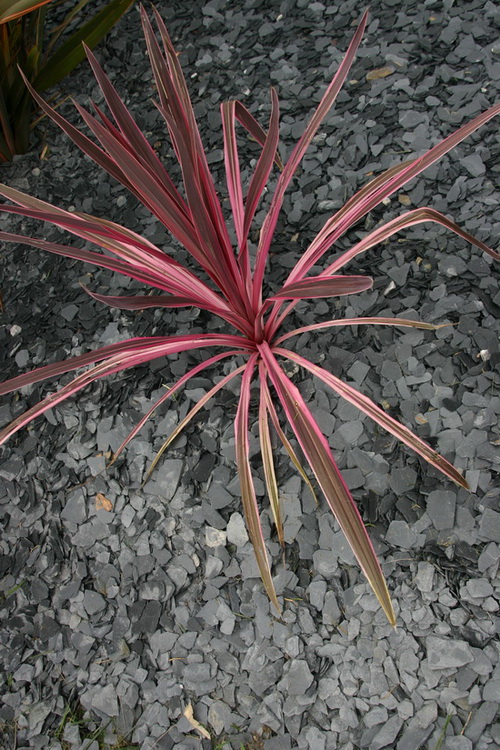 la cordyline hybride pink passion que je viens de planter. J'espère avoir plus de chance avec elles qu'avec les autres (toutes perdues l'hiver dernier)