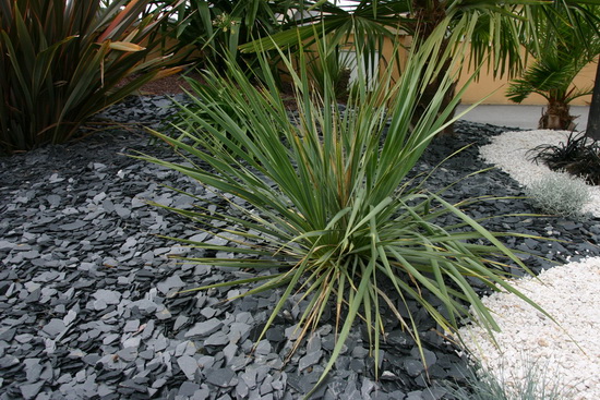 yucca rostrata à 2 têtes