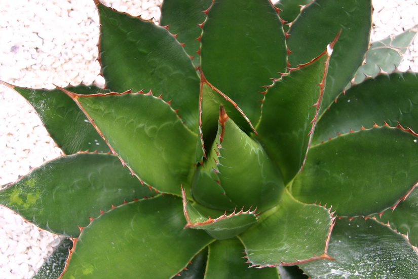 le coeur de l'agave