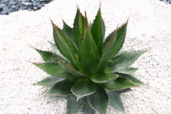 agave montana