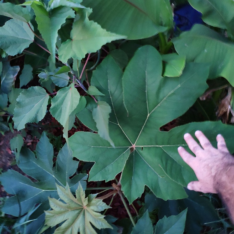 Tetrapanax après 2 mois ! A explosé