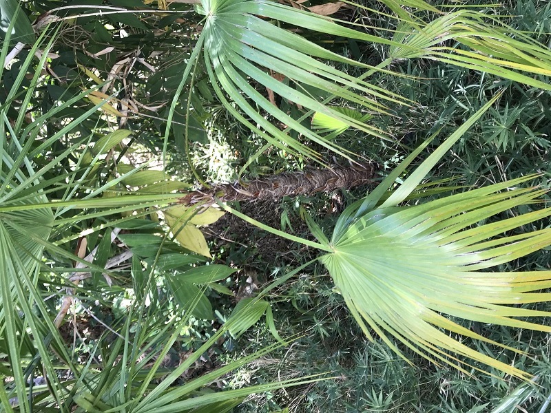 Quelqun peut il m'aider a identifier ce palmier svp?