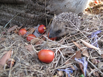 Fruits de Butia et faune.jpg