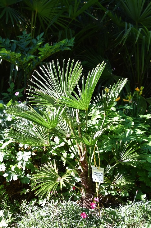 4 - Trachycarpus wagnerianus.jpg