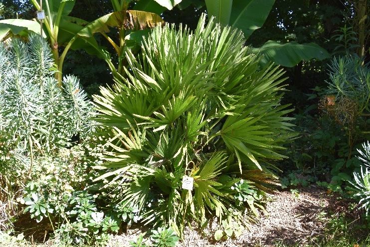 5 - Chamaerops vulcano 750.jpg