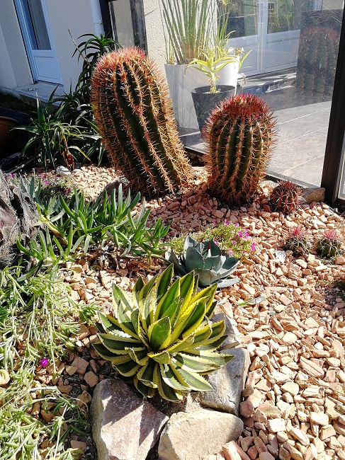 ferocactus stainesii