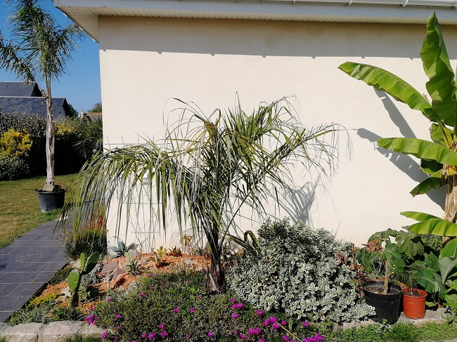 Le hardy palm plantait l'année derniére