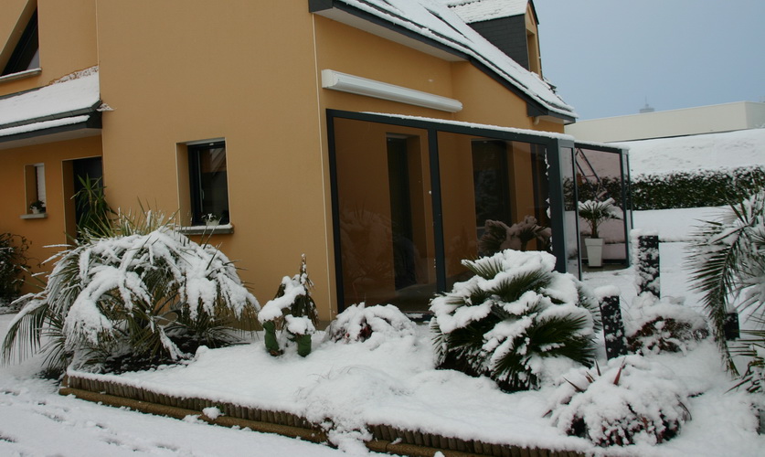 le butia et le chamaerops sous la neige
