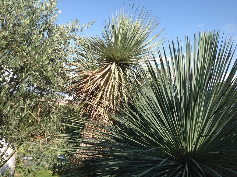 yucca.JPG