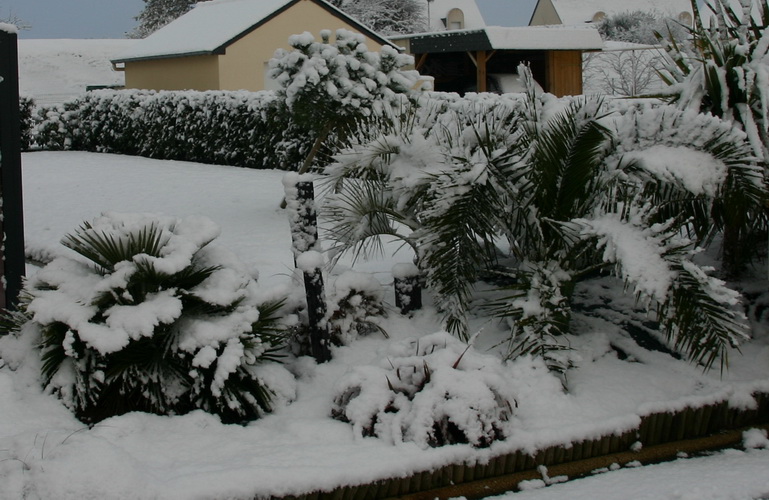le phoenix cet hiver