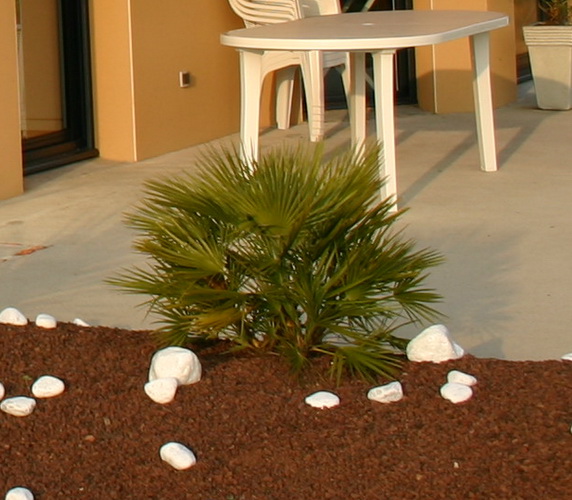 le chamaerops humilis en 2007