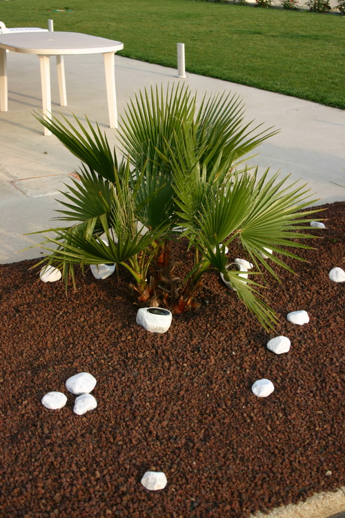 le washingtonia en septembre 2008